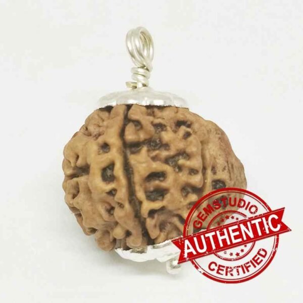 Ganesh Rudraksha – Nepal