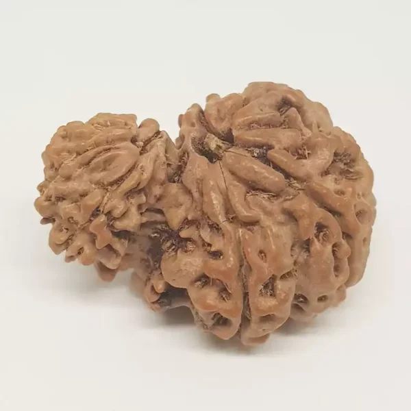 Garbh Gauri Premium Rare Rudraksha - Image 2