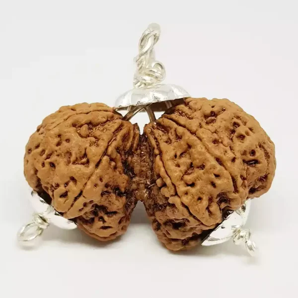 Gauri Shankar Premium Rare Rudraksha - Image 2