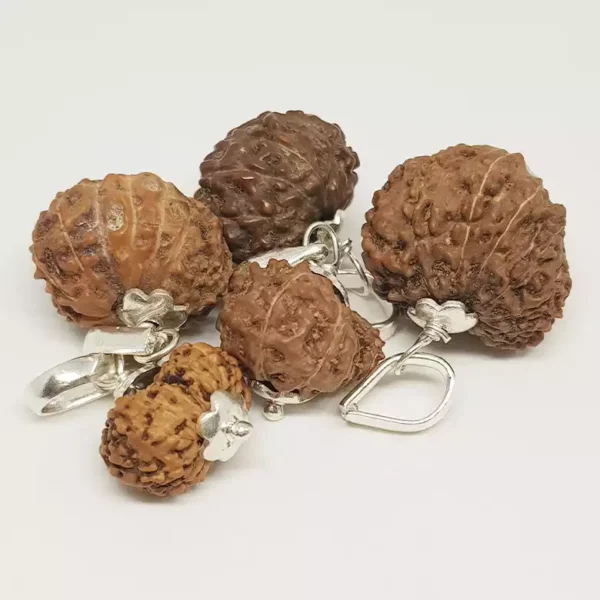 Gauri Shankar Rudraksha – Indonesia - Image 5