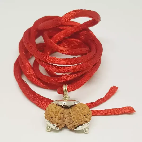 Gauri Shankar Rudraksha – Indonesia - Image 4