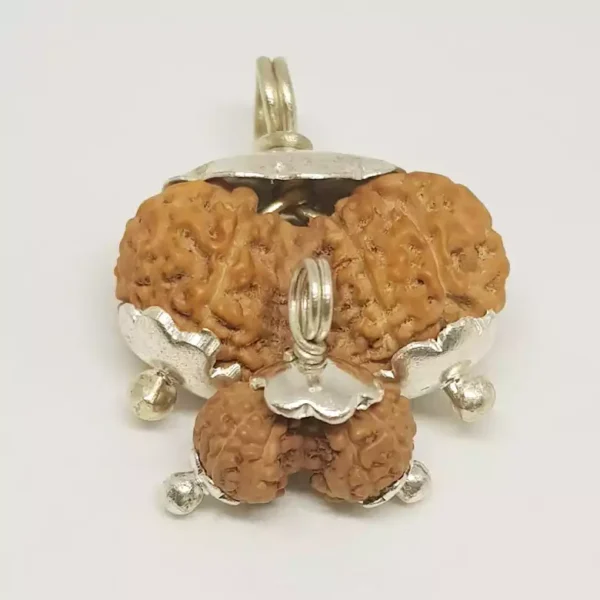 Gauri Shankar Rudraksha – Indonesia - Image 3