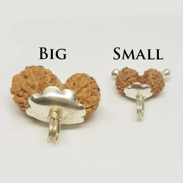 Gauri Shankar Rudraksha – Indonesia - Image 2
