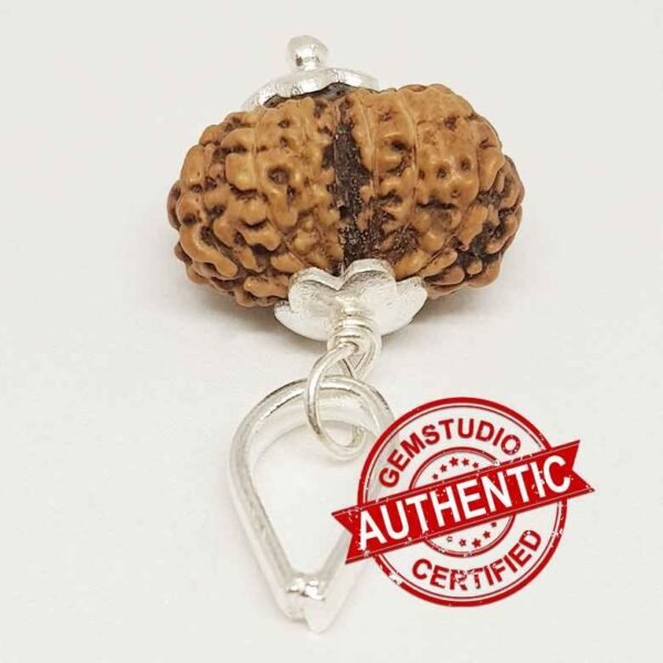 Gauri Shankar Rudraksha – Indonesia - Image 6