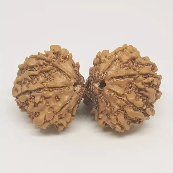 Gauri Shankar Rudraksha – Nepal - Image 2
