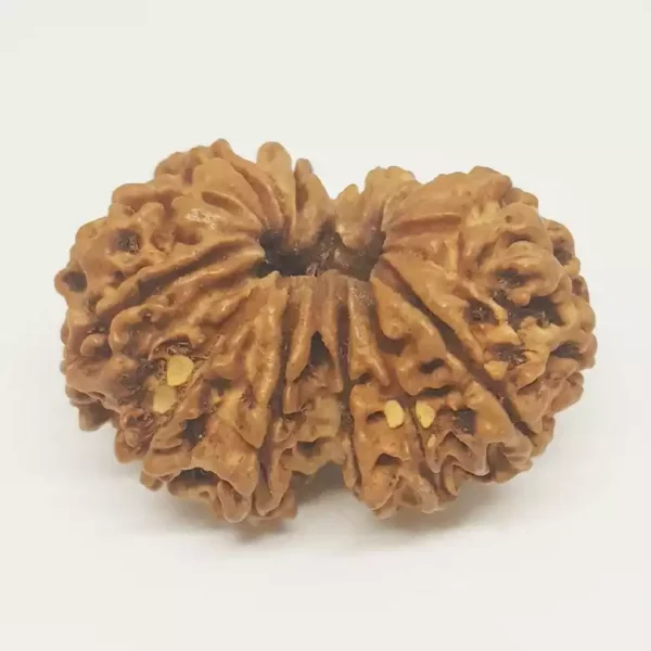 Gauri Shankar Rudraksha – Nepal - Image 3